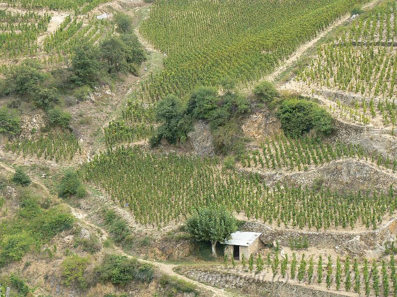 Hermitage vineyards P1140016.JPG